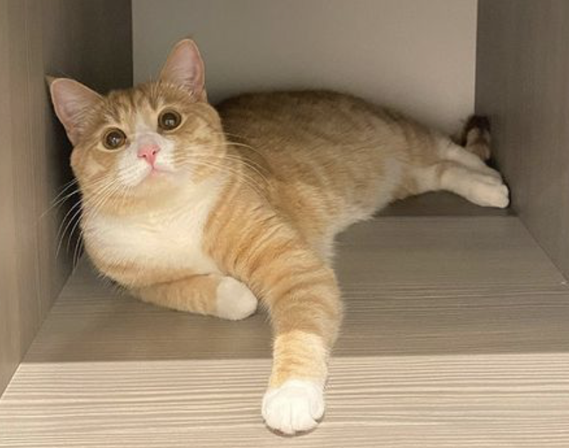 A picture of my cat chilling in the closet.